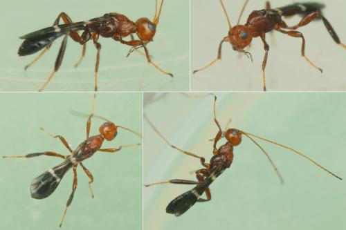 Réf. 208 916 : Spathius sp.